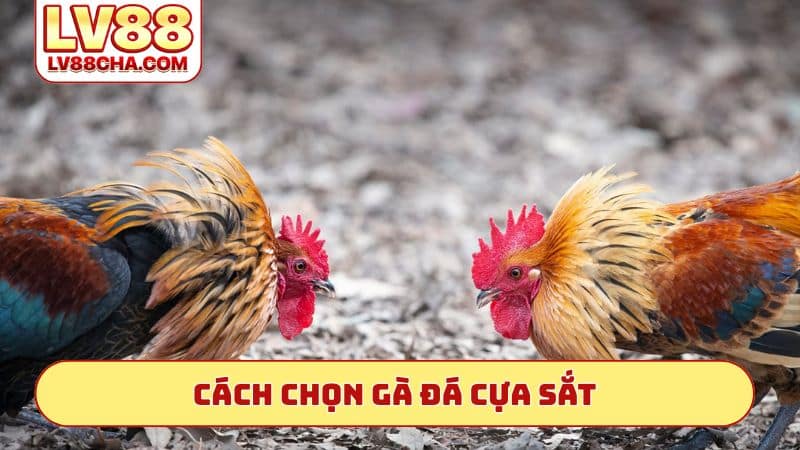 Cách chọn gà đá cựa sắt