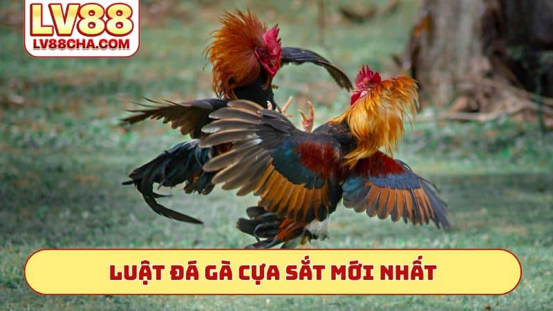 Luật đá gà cựa sắt mới nhất